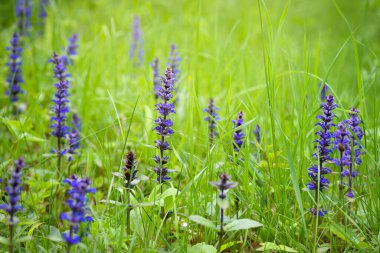 Mavi bugleweeds (Ajuga reptans) yaz çayır çiçek açan