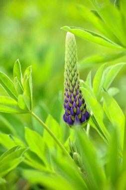 Bahçede doğal bir arka planda mor lupin tomurcuğu (Lupinus). Çiçek arkaplanı.