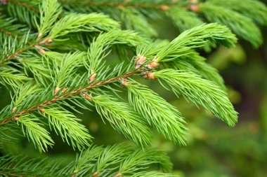 Branches spruce tree with young new shoots on a natural green background in spring forest. Natural background