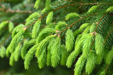 Branches spruce tree with young new shoots on a natural green background in spring forest. Natural background