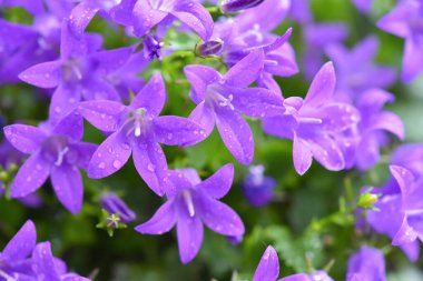 Arka plan olarak Campanula çiçekleri. Çiçek tarhında su damlaları olan mor renkli Campanula. Kapatın. Seçici odak