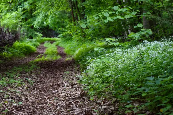 Bahar mevsiminde gölgeli bir ormanda küçük beyaz çiçekler ve sararmış yeşil yapraklarla tatlı odunsu (Galium odoratum) olarak da bilinir.