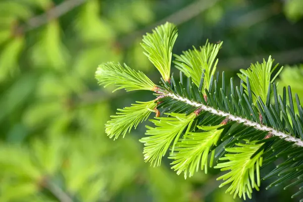 Bahar ormanlarındaki doğal yeşil arka planda yeni filizlenen köknar ağacı (Abies alba). Doğal arkaplan
