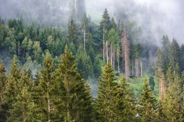 Alplerde sisli bir yaz sabahı. Dağ yamaçlarındaki ladin ormanında manzara sisi. Yağmurdan sonra dağdaki ağaçlar.