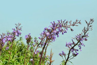 Cicerbita alpina çiçeği bir dağ gölünün arka planında, yakın çekim
