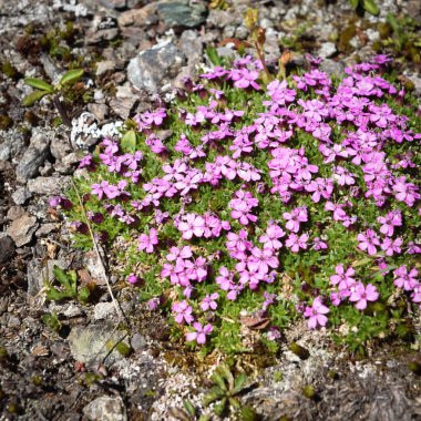 Silene acaulis, otçul bitki, dağ ortamlarında yetişen daimi bitki, küçük, yuvarlak yastıklar oluşturur.