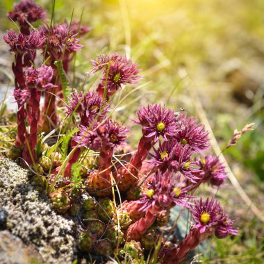 Güzel pembe çiçeklere yakın çekim Sempervivum montanum ya da dağ çayırlarında yetişen Houseleeks. Alplerde yabani çiçekler.