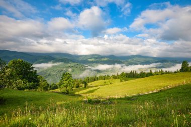 Görkemli dağ vadisi sis ve yeşil alp çayırlarıyla kaplıdır. Sisli bir manzara. Mekan: Karpat Dağları, Ukrayna, Avrupa.