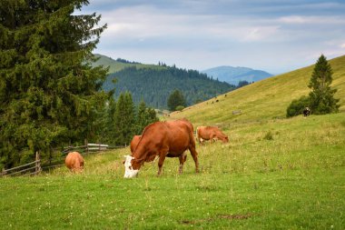 Brown cows on a mountain pasture near the forest.
