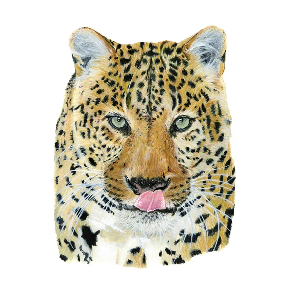Leopard Drawn Watercolor Illustration Portrait White Background — Stock Photo, Image