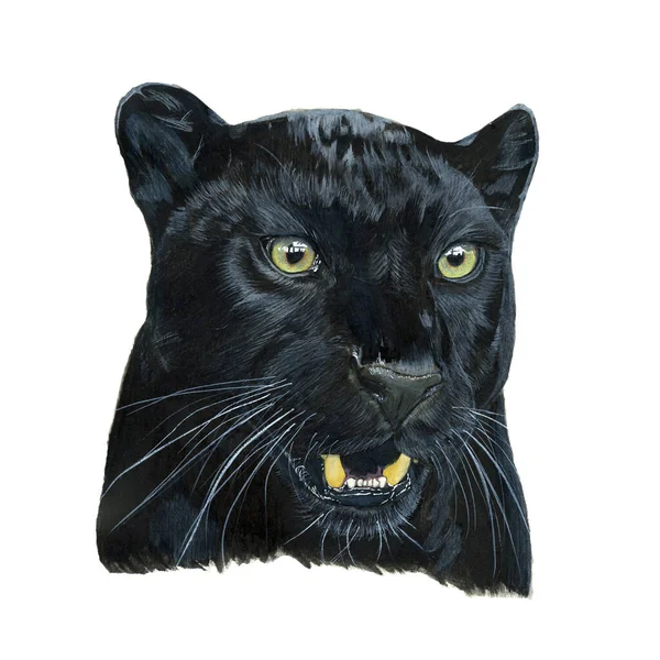 Fekete Leopárd Rajzolt Akvarell Portré Illusztrációja Fehér Alapon — Stock Fotó