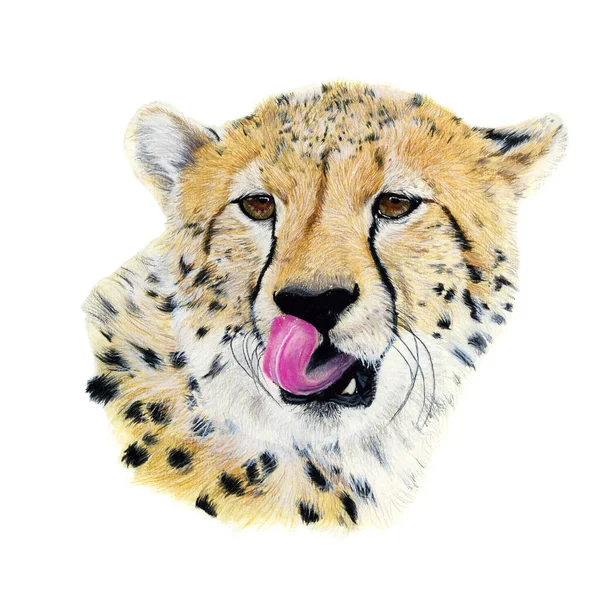Cheetah Drawn Watercolor Illustration Portrait White Background — Stock Photo, Image