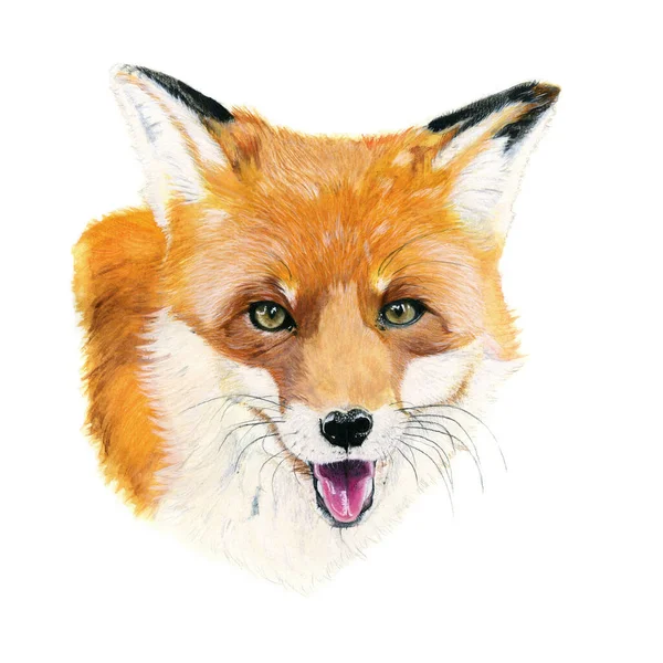 Red Fox Drawn Watercolor Illustration Portrait White Background — Stock Photo, Image