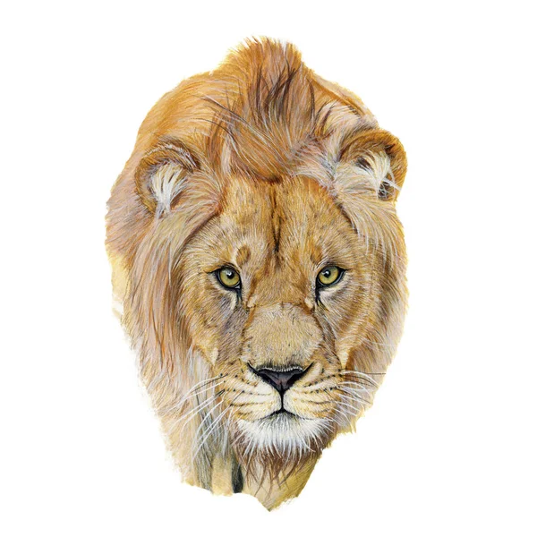 Lion Drawn Watercolor Illustration Portrait White Background — Stock Photo, Image