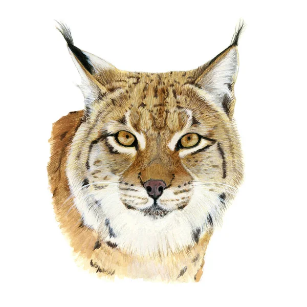 Lynx Desenhado Aquarela Ilustração Retrato Sobre Fundo Branco — Fotografia de Stock