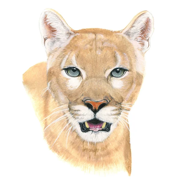 Cougar Drawn Watercolor Illustration Portrait White Background — Stock Photo, Image