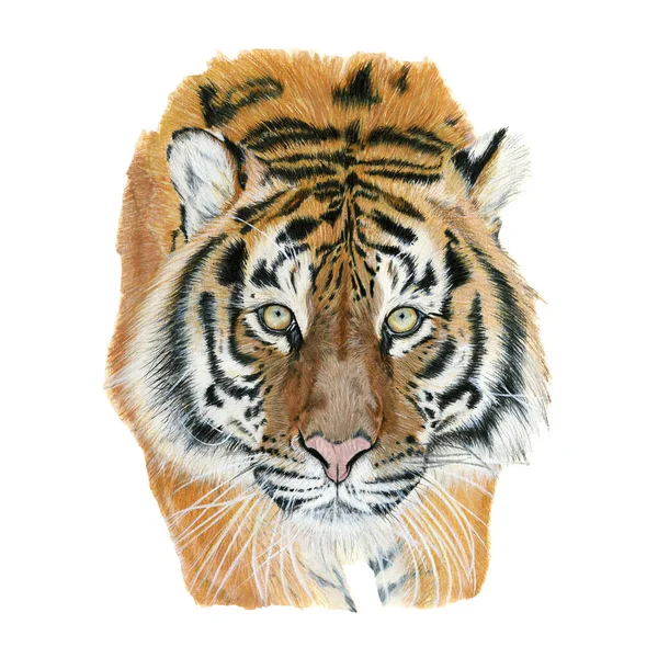 Tiger Drawn Watercolor Illustration Portrait White Background — Stock Photo, Image