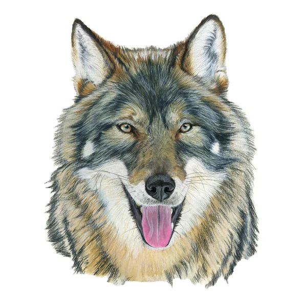 Wolf Drawn Watercolor Illustration Portrait White Background — Stock Photo, Image