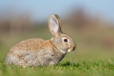 Çimlere bakarken tavşan ya da tavşan. Sonbahar zamanı 