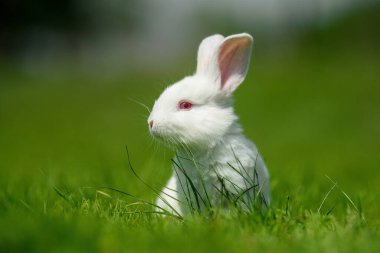 Yeşil çimenlerin üzerinde komik küçük beyaz tavşan. Çiftlik kavramı