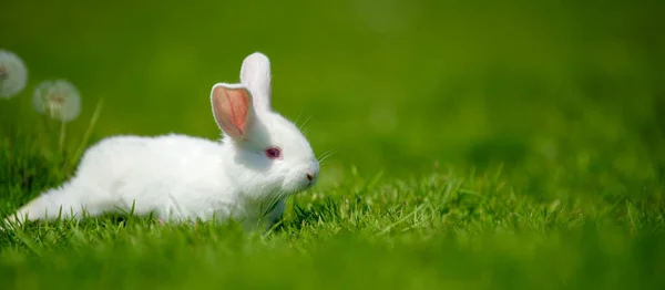 Funny little white rabbit on spring green grass with dandelion. Farm concept