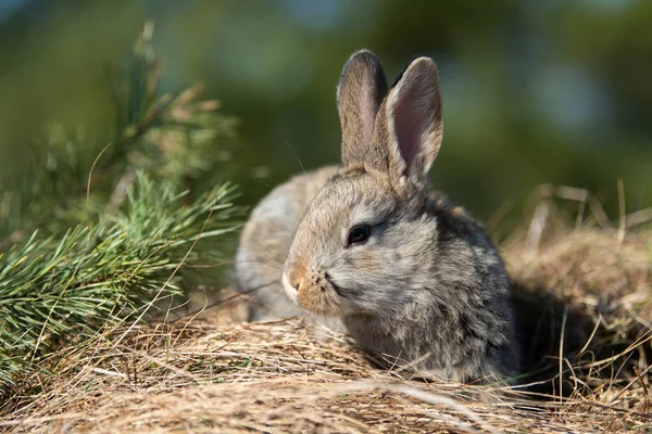 Кролик Заяц Глядя Траву Осеннее Время — стоковое фото