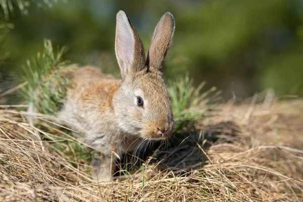 Кролик Заяц Глядя Траву Осеннее Время — стоковое фото