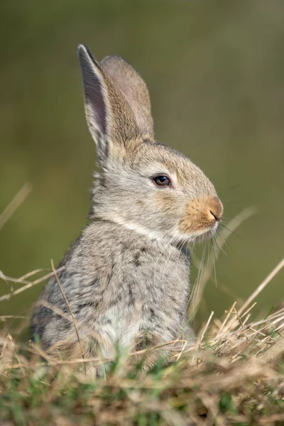 Kanin Eller Hare När Tittar Gräs Hösttid — Stockfoto