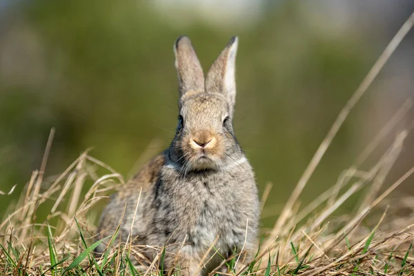 Rabbit Hare While Looking Grass Autumn Time — Stock Photo, Image