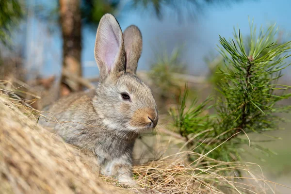 ウサギやウサギが草の中を見ている 秋の時間 — ストック写真