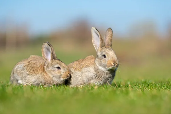 Çimlere Bakarken Tavşan Tavşan Sonbahar Zamanı — Stok fotoğraf