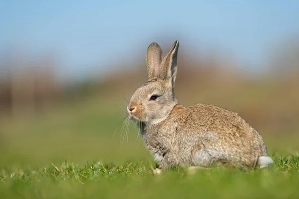 Кролик Або Зайчик Дивлячись Траву Осінній Час — стокове фото