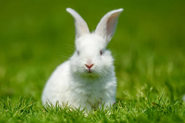 Funny little white rabbit on spring green grass. Farm concept