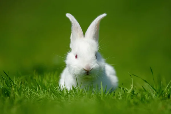 Rolig Liten Vit Kanin Våren Grönt Gräs Jordbrukskoncept — Stockfoto