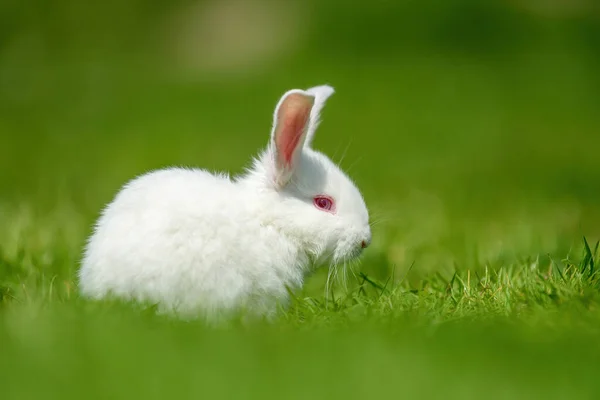 Funny little white rabbit on spring green grass. Farm concept