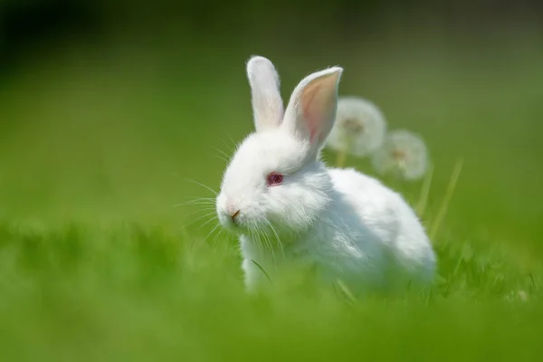 Веселий Маленький Білий Кролик Весняно Зеленій Траві Концепція Ферми — стокове фото