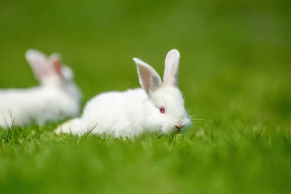 春の緑の芝生の上で面白い小さな白いウサギ ファームコンセプト — ストック写真