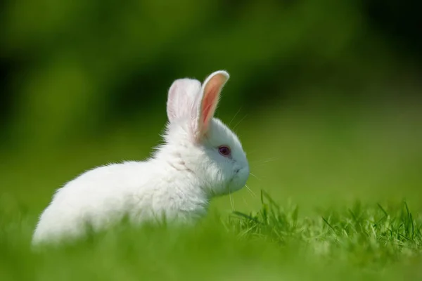 Забавный Маленький Белый Кролик Весенней Зеленой Траве Концепция Фермы — стоковое фото