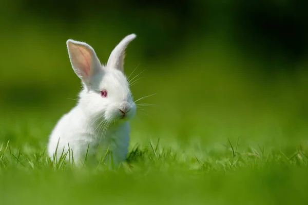 春の緑の芝生の上で面白い小さな白いウサギ ファームコンセプト — ストック写真