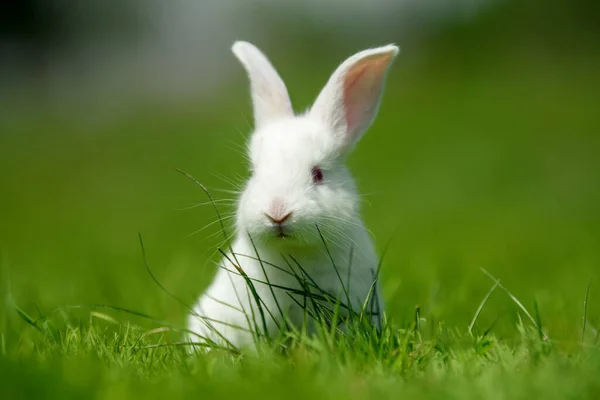 Веселий Маленький Білий Кролик Весняно Зеленій Траві Концепція Ферми — стокове фото