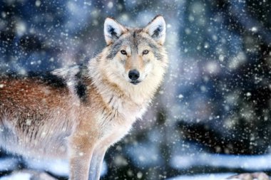 Gri Kurt, Canis Lupus kış ormanlarında yaşıyor. Doğal ortamdaki hayvanlar.