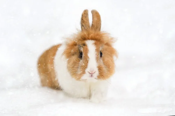 用雪花在雪地里可爱的兔子宝宝 — 图库照片