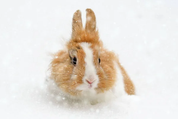 Lindo Conejo Bebé Nieve Con Copos Nieve — Foto de Stock