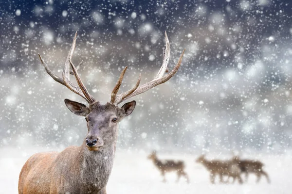 One Adult Red Deer Big Beautiful Antlers Snowy Field Other — Stock Photo, Image