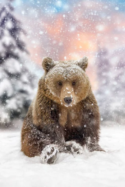 Funny Brown Bear Sit Winter Forest Danger Animal Nature Habitat — Stock Photo, Image