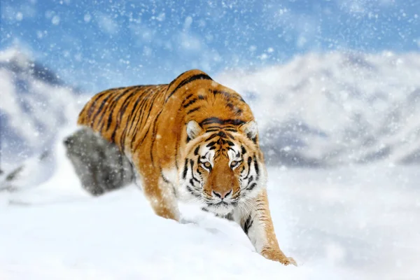 Cerrar Hermoso Tigre Siberiano Salvaje Nieve Fondo Montaña —  Fotos de Stock