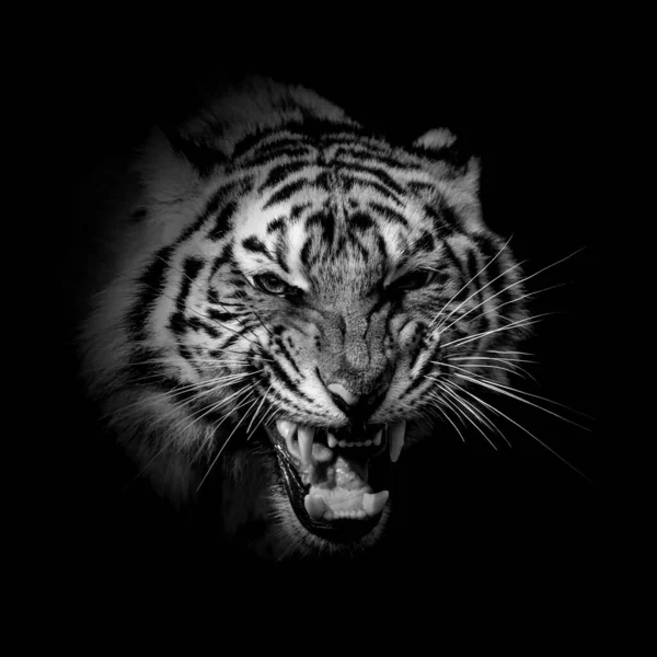 Černobílý Divoký Tygr Portrét Tmavém Pozadí — Stock fotografie