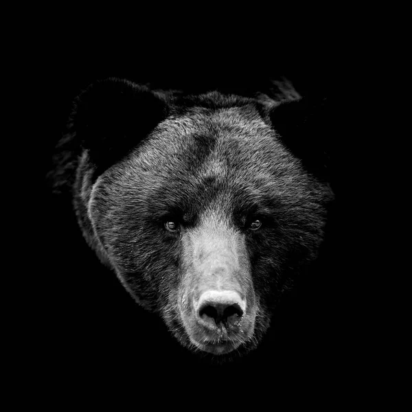 Fechar Retrato Urso Marrom Fundo Preto — Fotografia de Stock