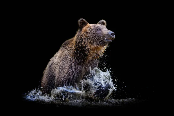 黒を背景に水の上に野生の茶色のクマ Ursus Arctos 自然の生息地で動物 野生動物のシーン — ストック写真