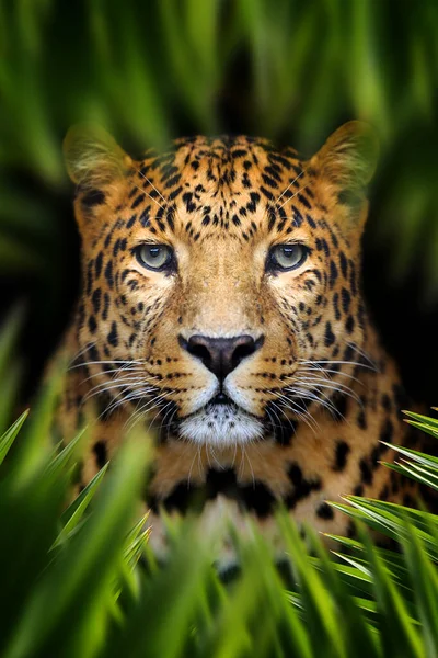 Leopardo Nascosto Tra Foglie Della Giungla Ritratto Gatto Selvatico Foglia — Foto Stock